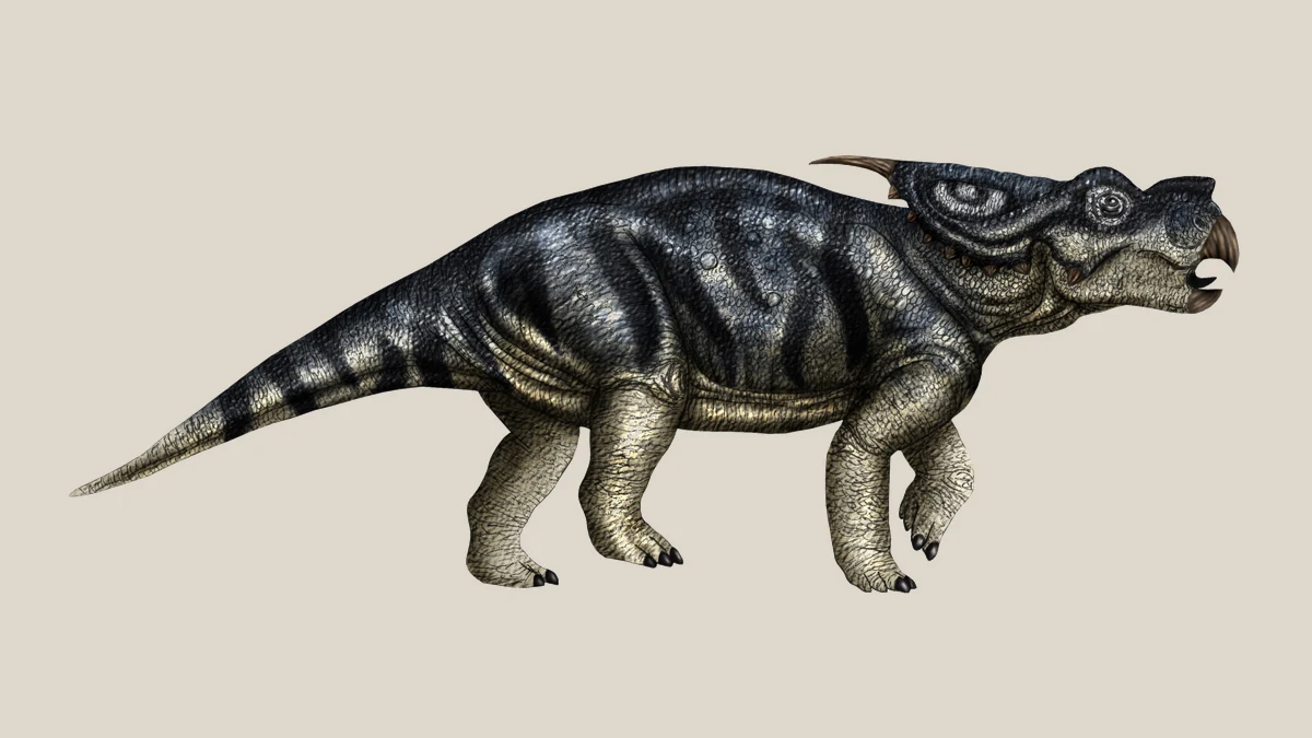 Full-body side-view life reconstruction of Achelousaurus horneri