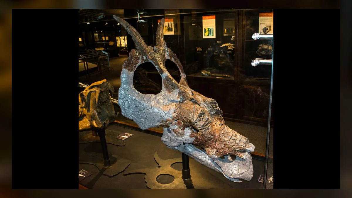 Mounted Achelousaurus horneri skull at the Museum of the Rockies
