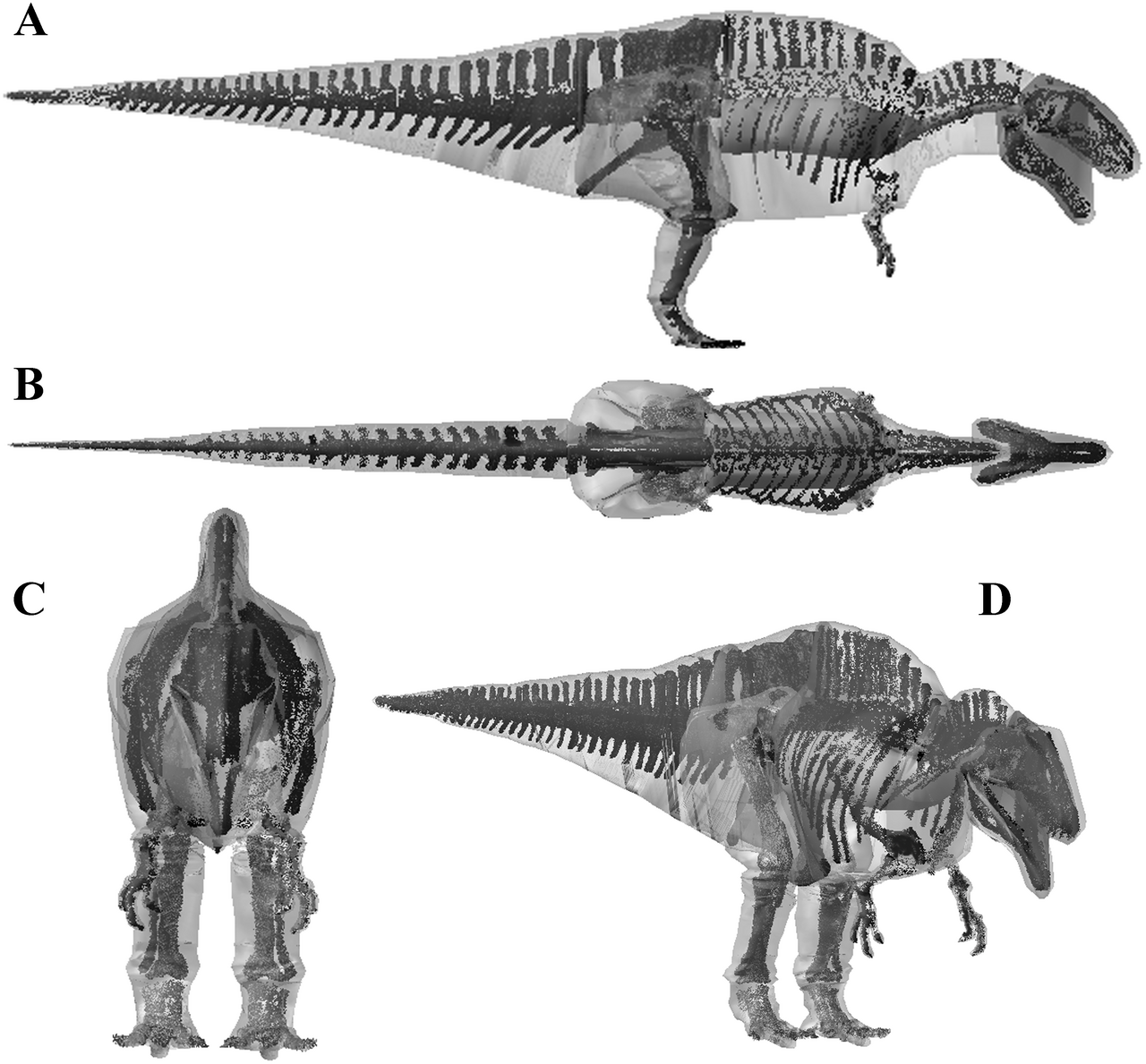 Four-view volumetric computer model of an Acrocanthosaurus skeleton
