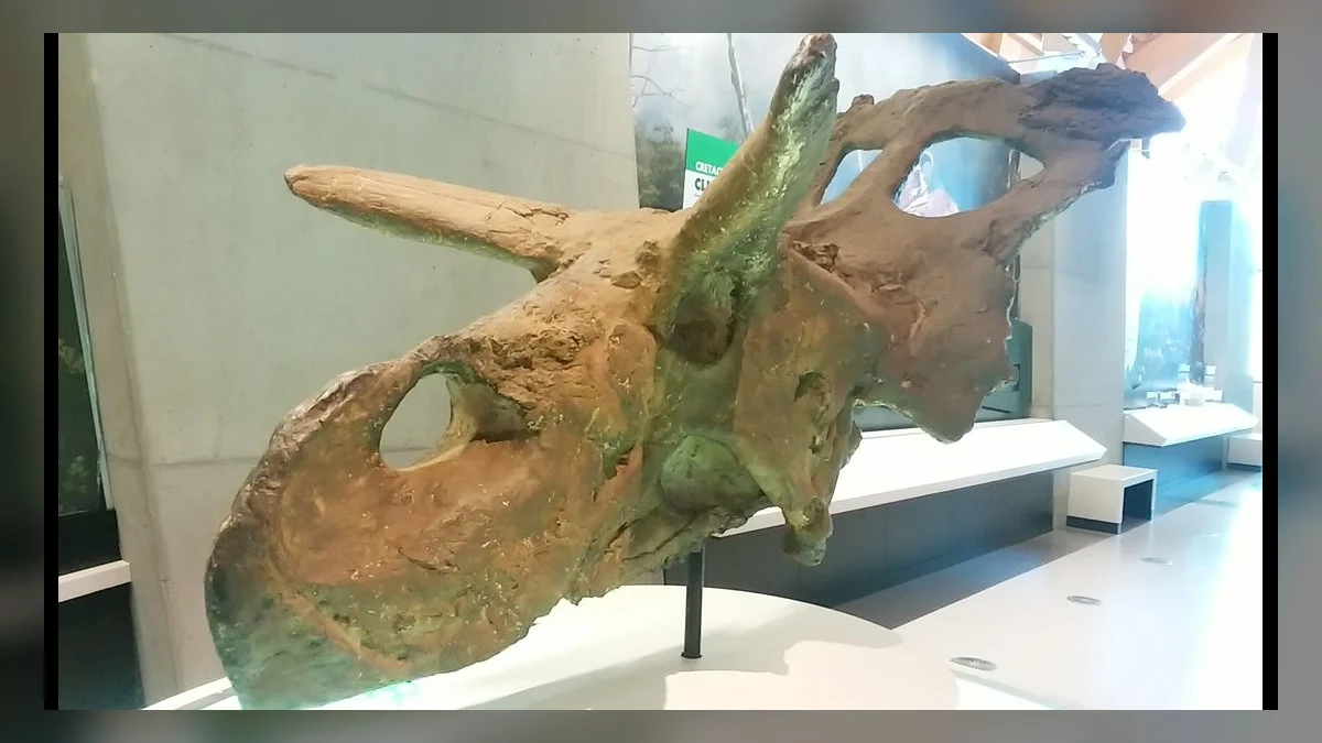 Albertaceratops skull reconstruction displayed at the Philip J. Currie Dinosaur Museum