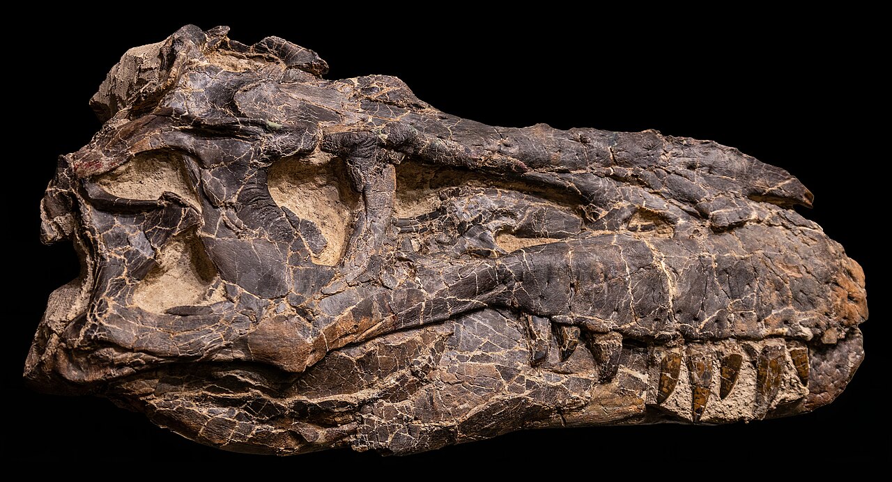 Albertosaurus sarcophagus skull TMP 1985.098.0001 at Royal Tyrrell Museum