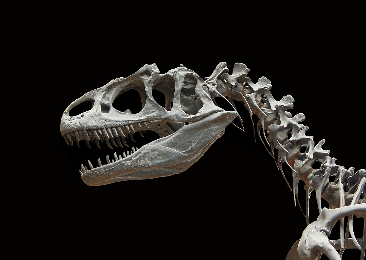 Allosaurus fragilis skeletal cast in the Paris palaeontology gallery