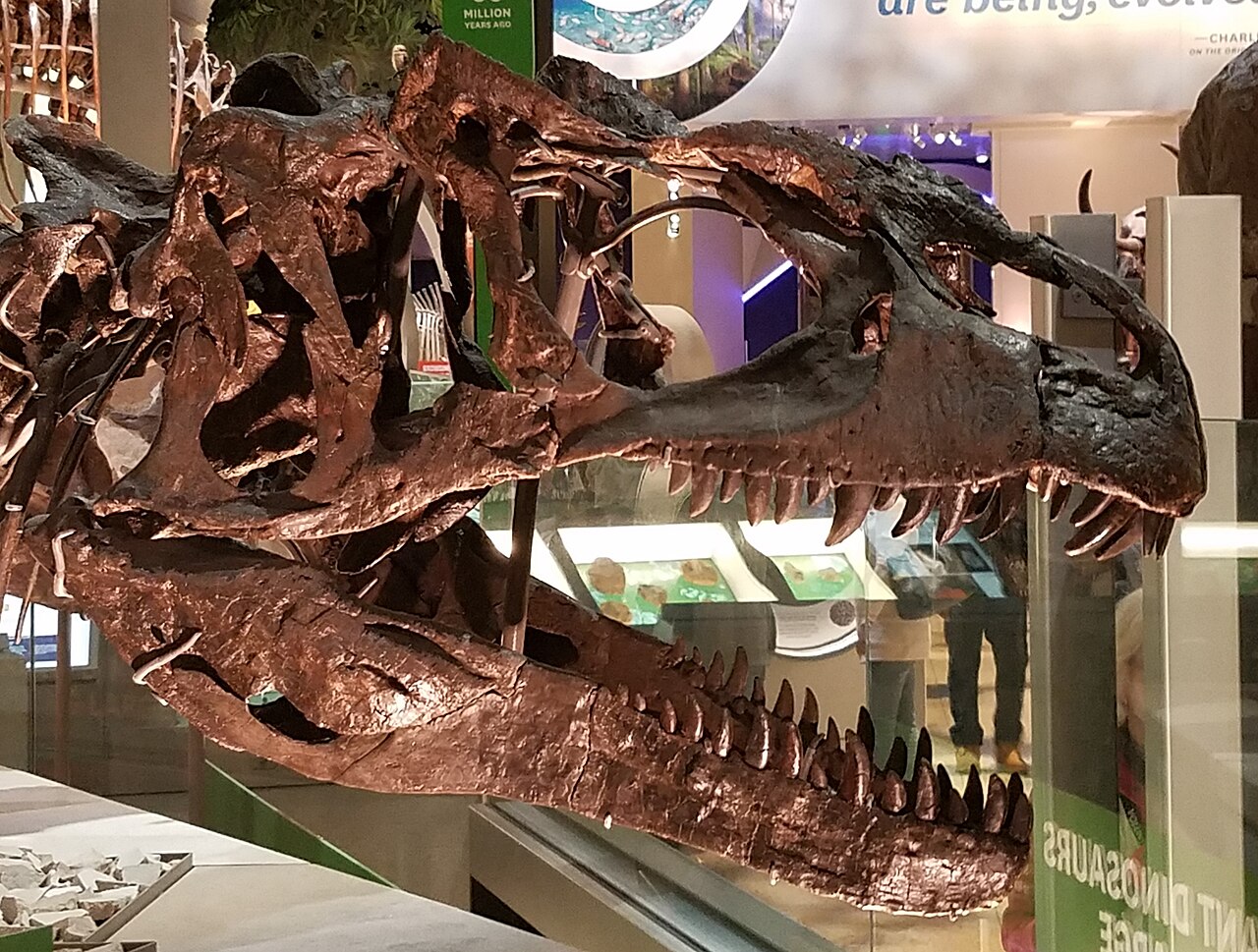 Close view of the mounted Allosaurus skull in the Smithsonian Deep Time fossil hall
