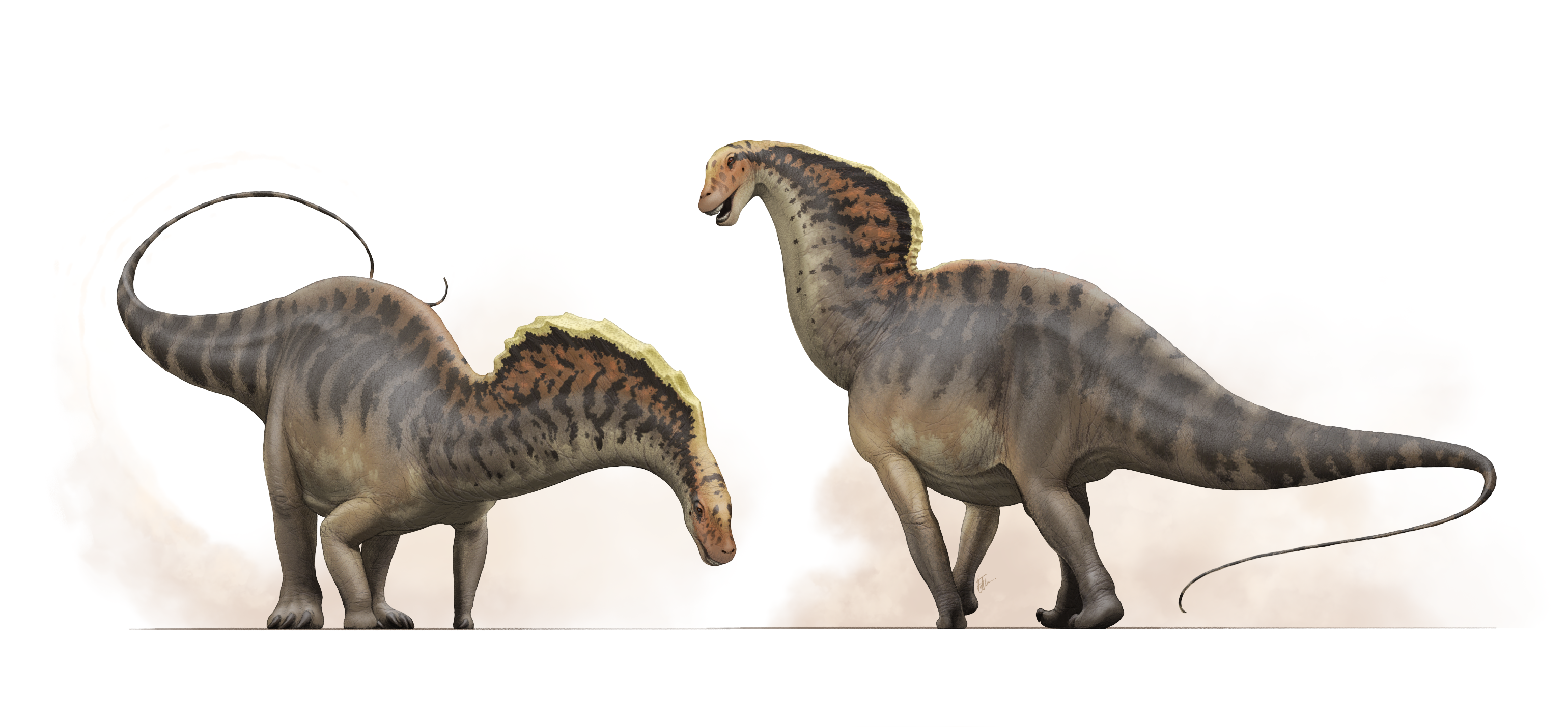 Pair of Amargasaurus cazaui in a display reconstruction by Fred Wierum
