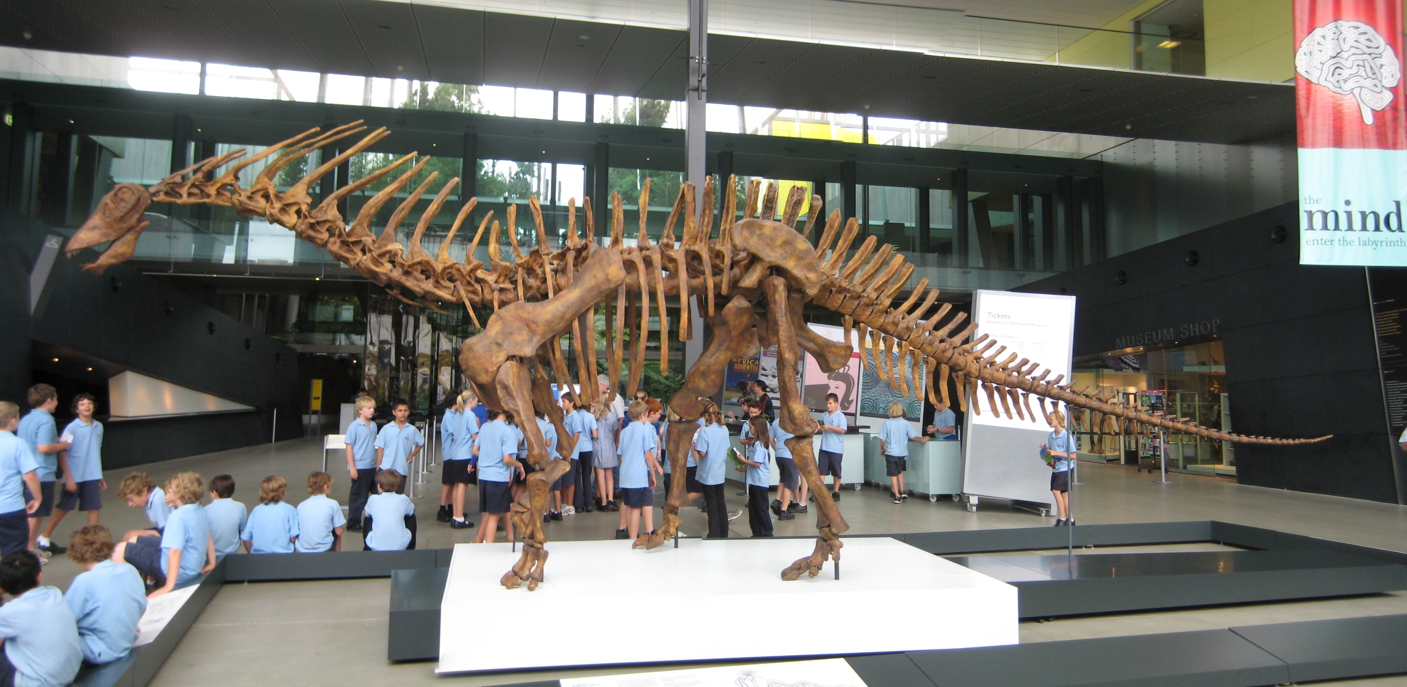 Mounted skeletal reconstruction of Amargasaurus