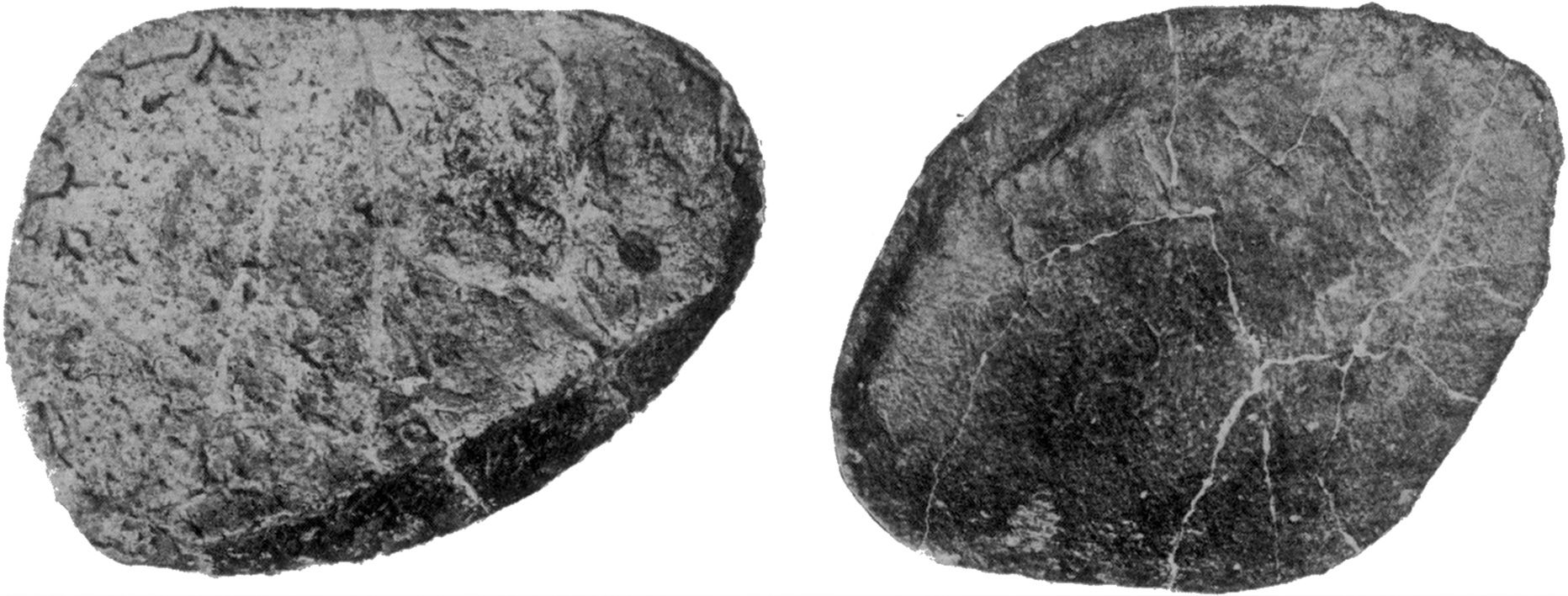 Two views of an armour osteoderm from the Ankylosaurus magniventris holotype