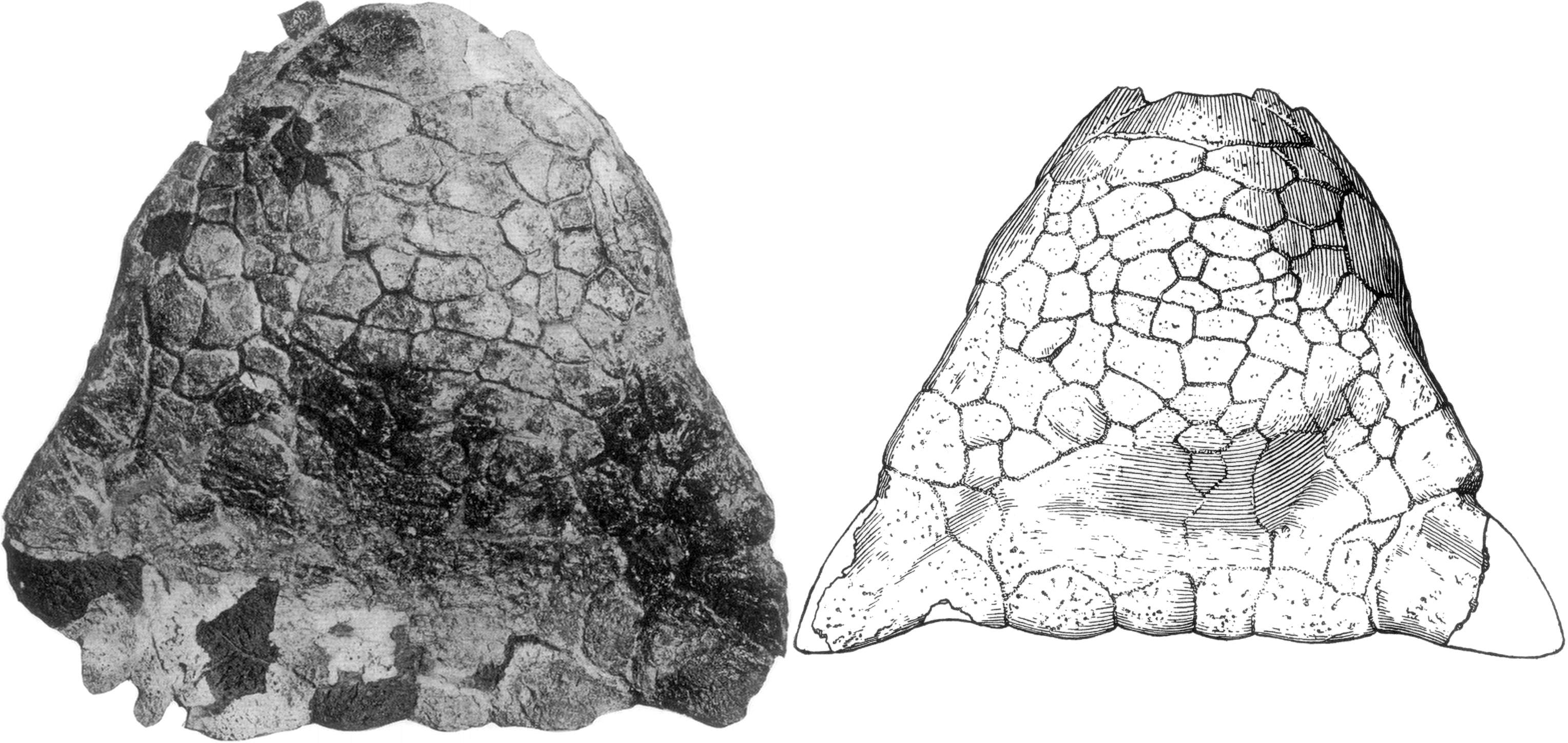Historical photograph and drawing of the Ankylosaurus magniventris holotype skull AMNH 5895