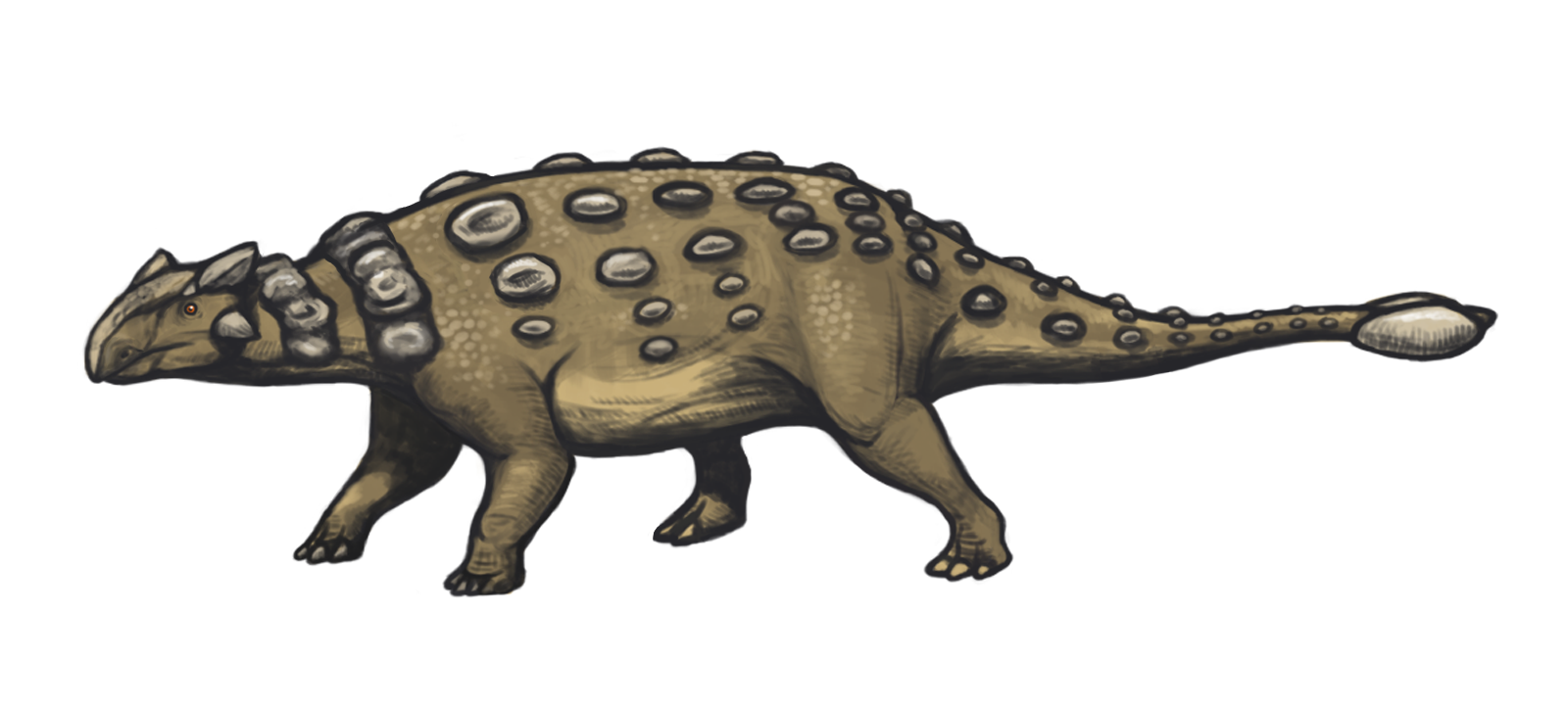 Side-view life reconstruction of Ankylosaurus magniventris