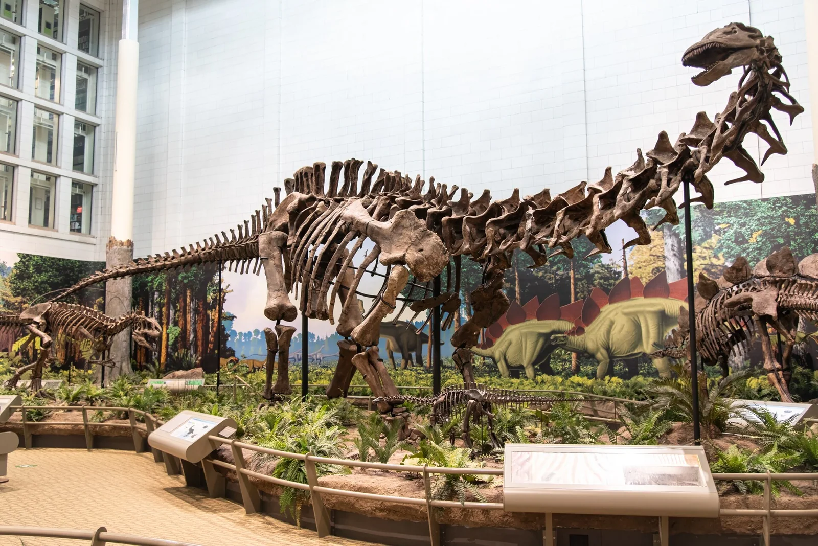 Mounted holotype skeleton of Apatosaurus louisae at Carnegie Museum of Natural History