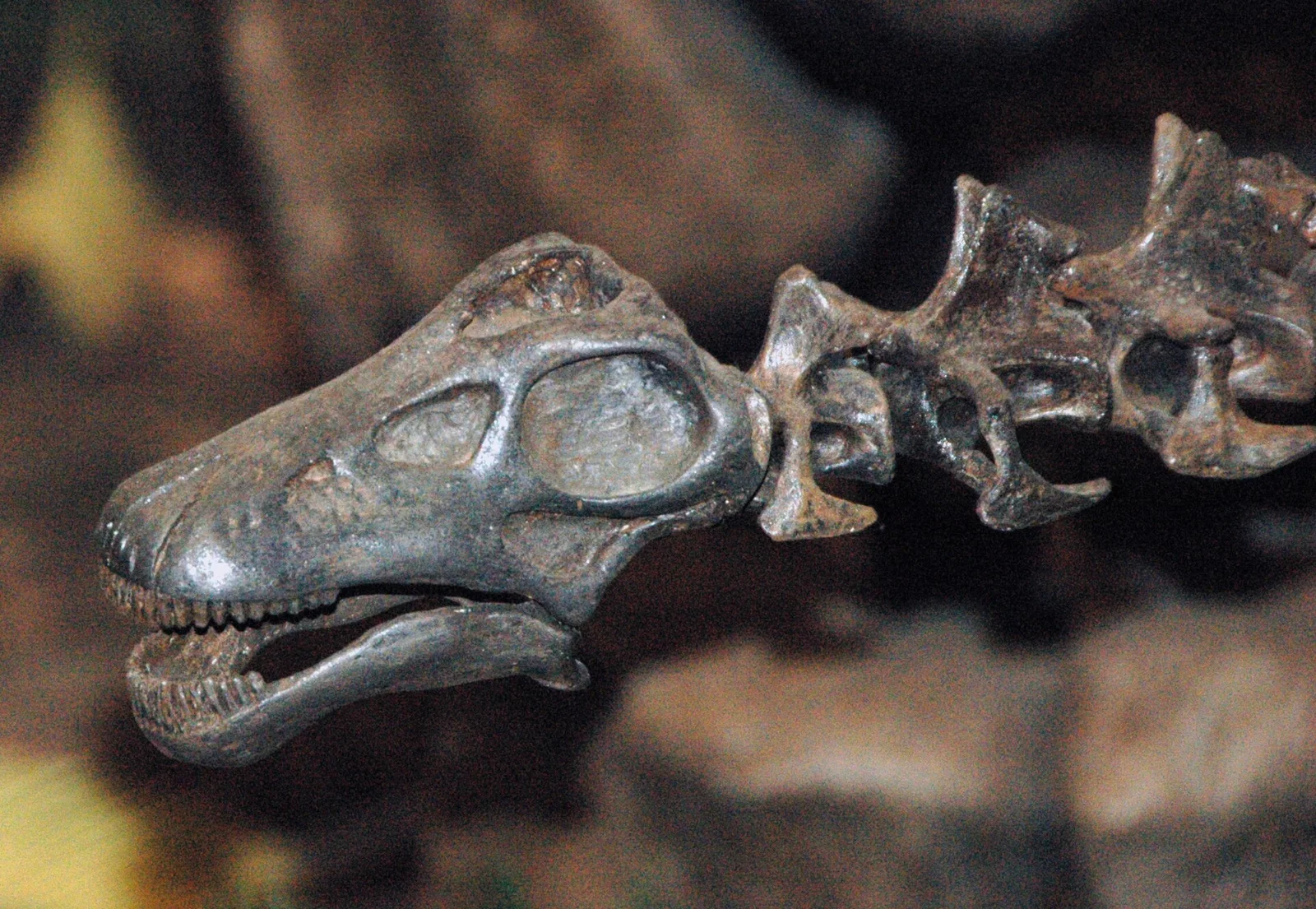 Small juvenile sauropod skeleton displayed at Carnegie Museum of Natural History