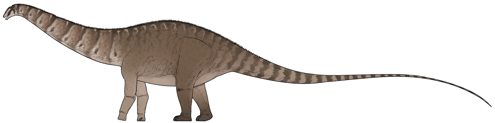 Side-view life reconstruction of Apatosaurus louisae