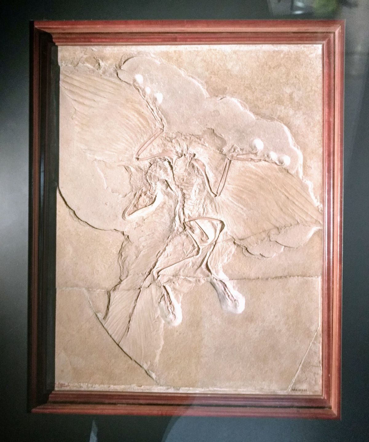 Original Berlin Archaeopteryx fossil slab preserving a skeleton and feather impressions