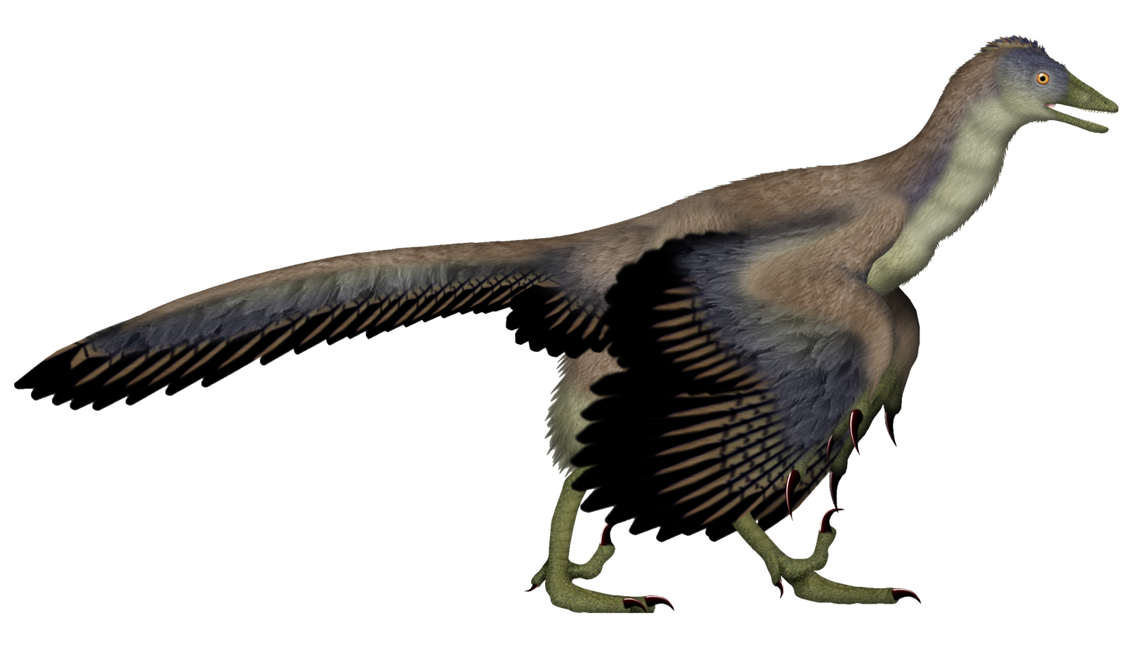 Feathered life reconstruction of Archaeopteryx lithographica with wings and a long tail