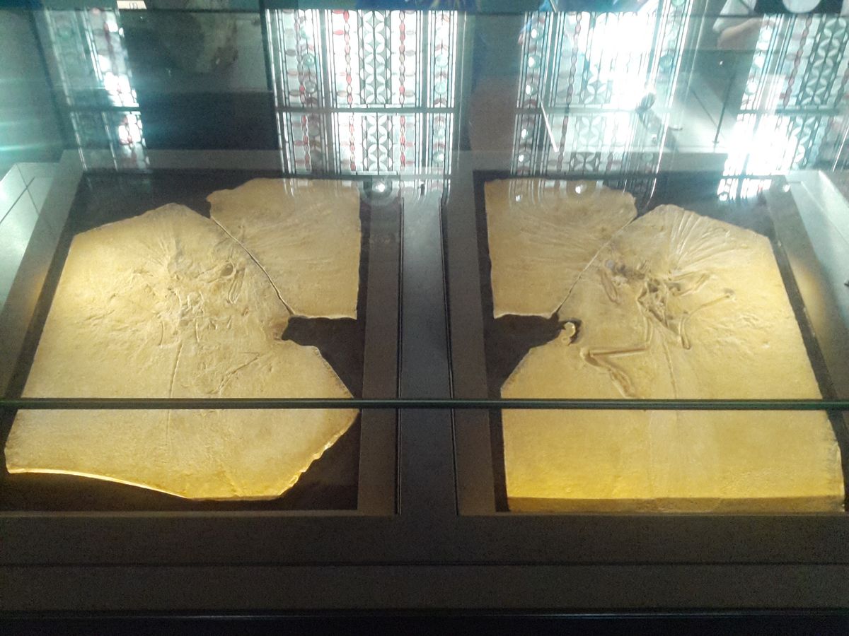 Original London Archaeopteryx neotype fossil displayed at the Natural History Museum