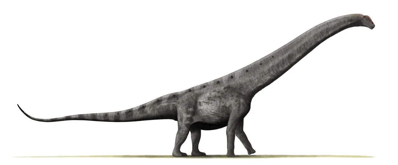 Side-view life reconstruction of Argentinosaurus huinculensis