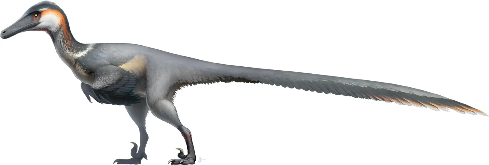 Full-body feathered side-view reconstruction of Austroraptor cabazai