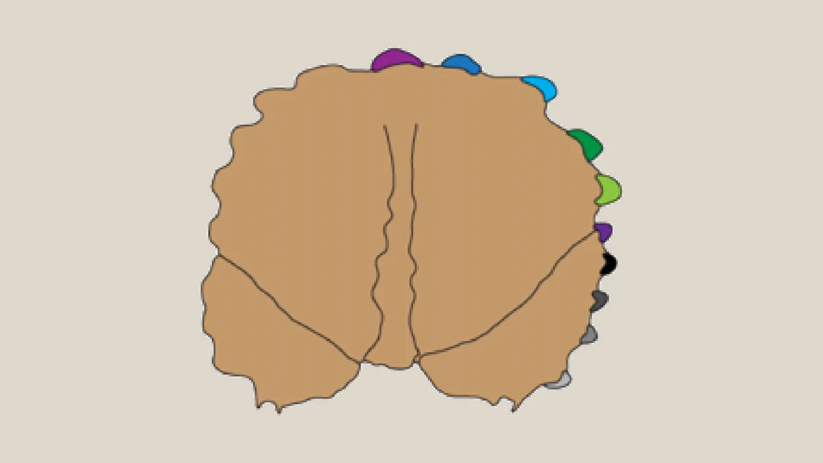 Scientific diagram of the Avaceratops frill with coloured marginal positions