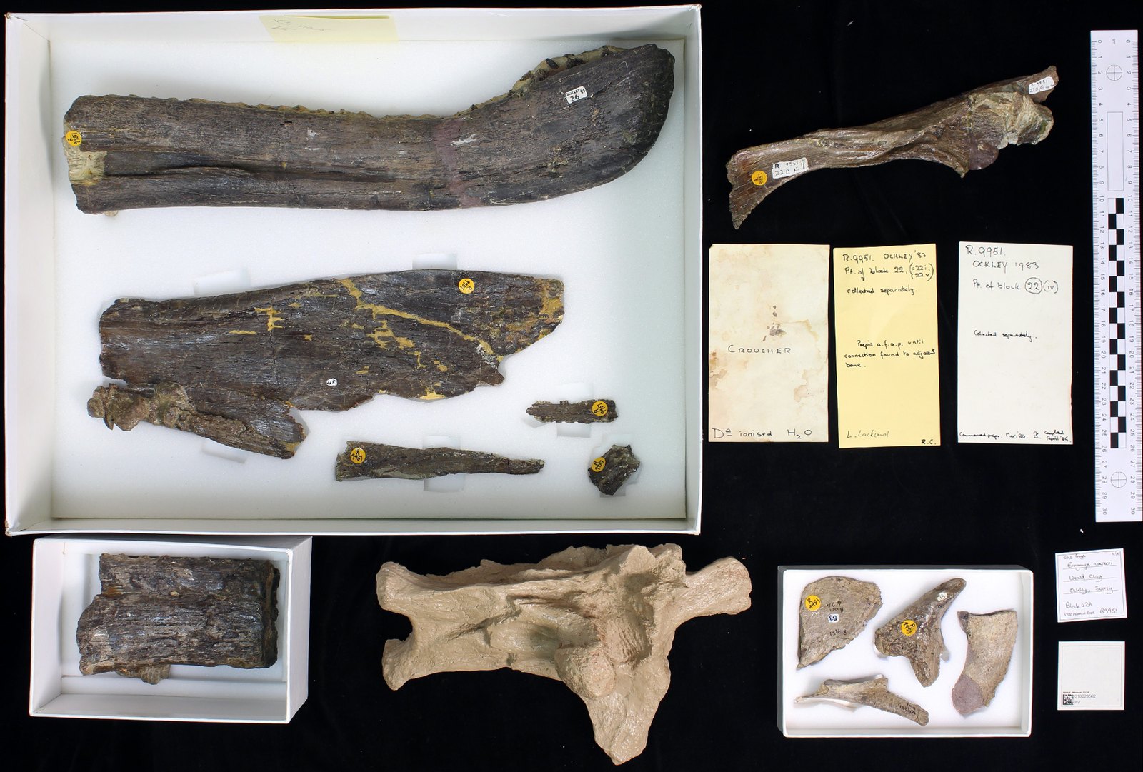 Selected original bones from the Baryonyx walkeri holotype in collection trays