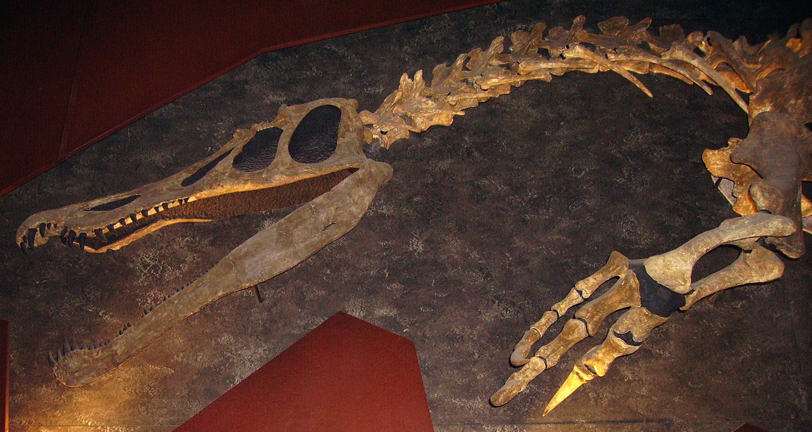 Reconstructed Baryonyx skull and forelimb mount formerly photographed at the Natural History Museum