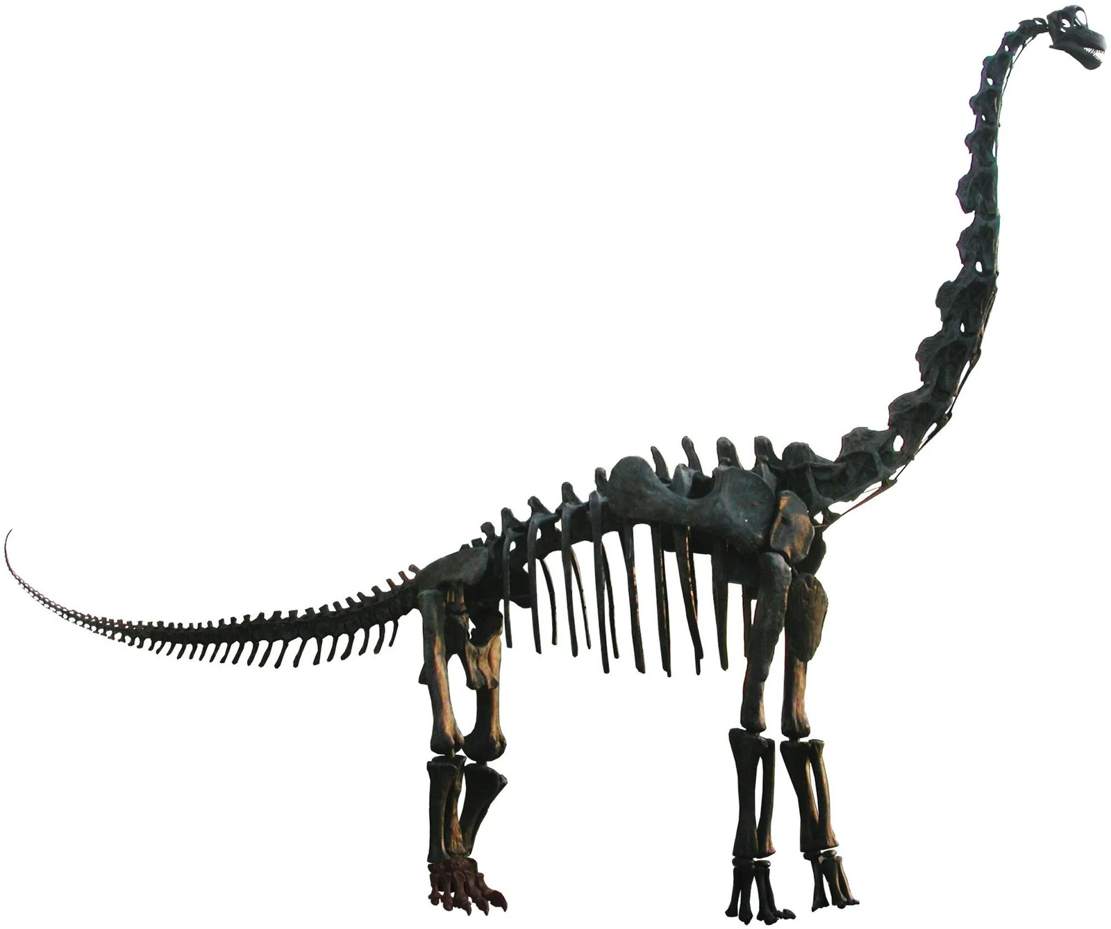 Composite Brachiosaurus skeletal mount outside the Field Museum