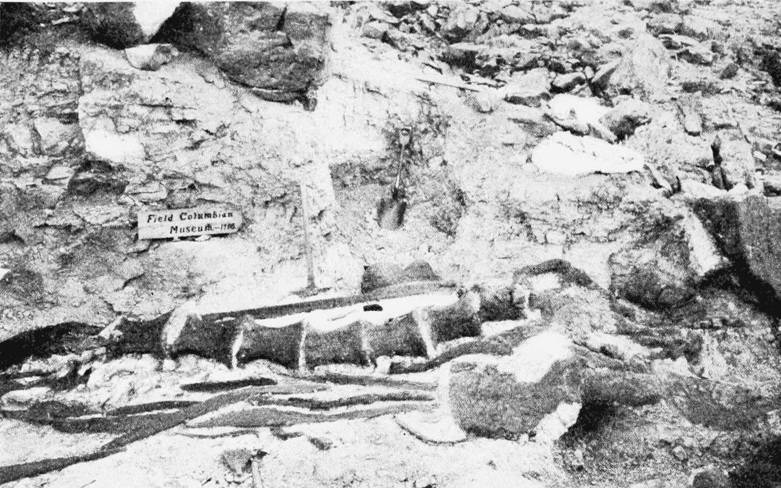 Historical photograph of Brachiosaurus holotype bones exposed at Quarry 13 in 1900