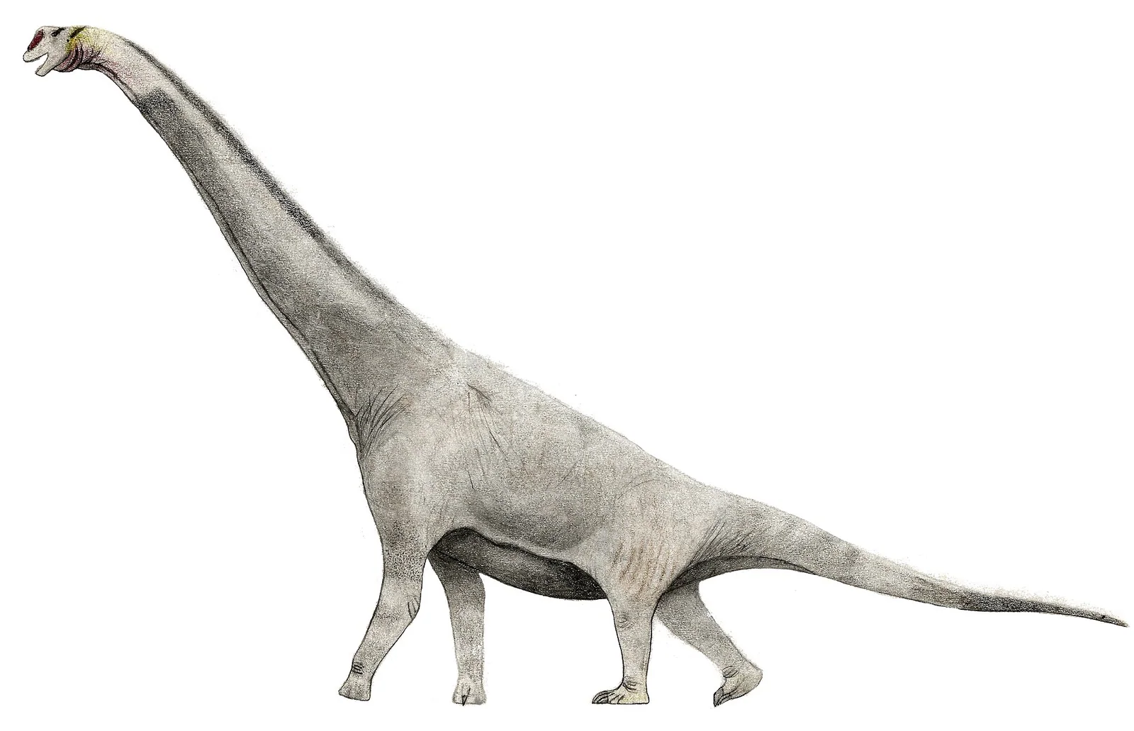Life reconstruction of Brachiosaurus altithorax walking through a Late Jurassic landscape