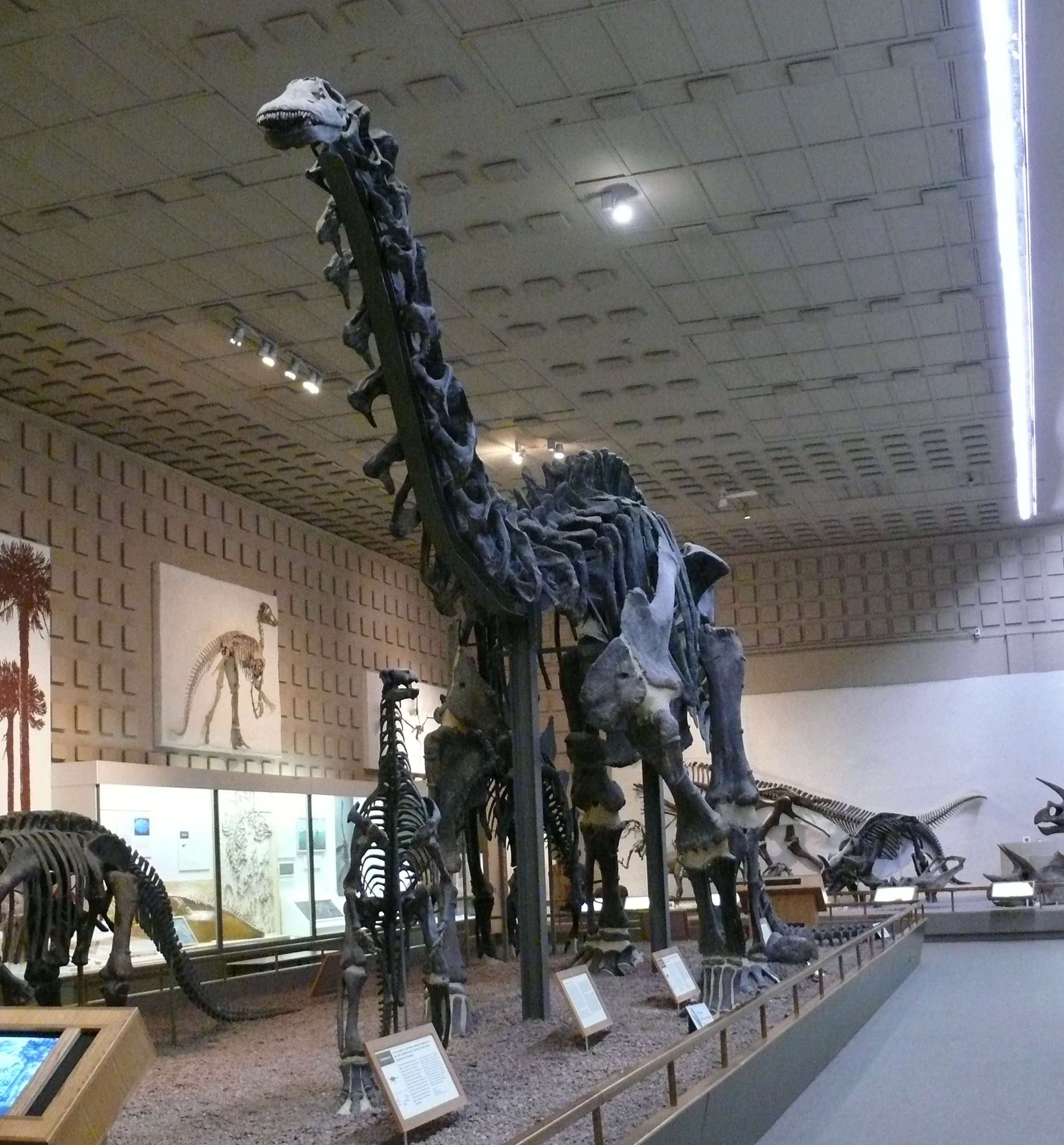 Historic mounted Brontosaurus excelsus holotype at Yale Peabody Museum