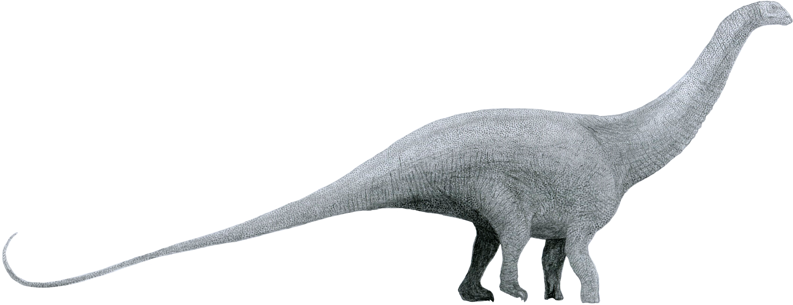Side-view life reconstruction of Brontosaurus excelsus