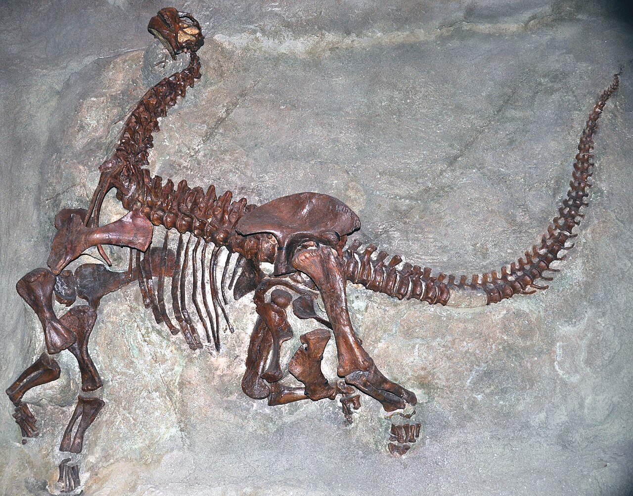 Articulated juvenile Camarasaurus lentus CM 11338 in its sandstone block