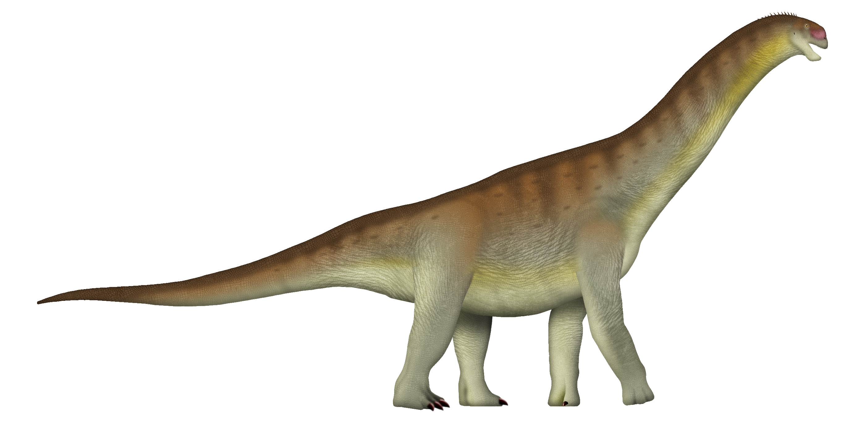 Genus-level life reconstruction of Camarasaurus