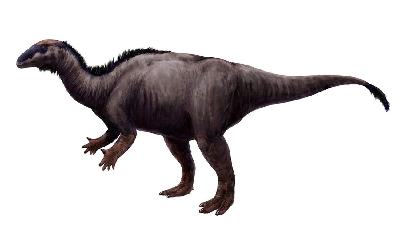 Side-view life reconstruction of Camptosaurus dispar