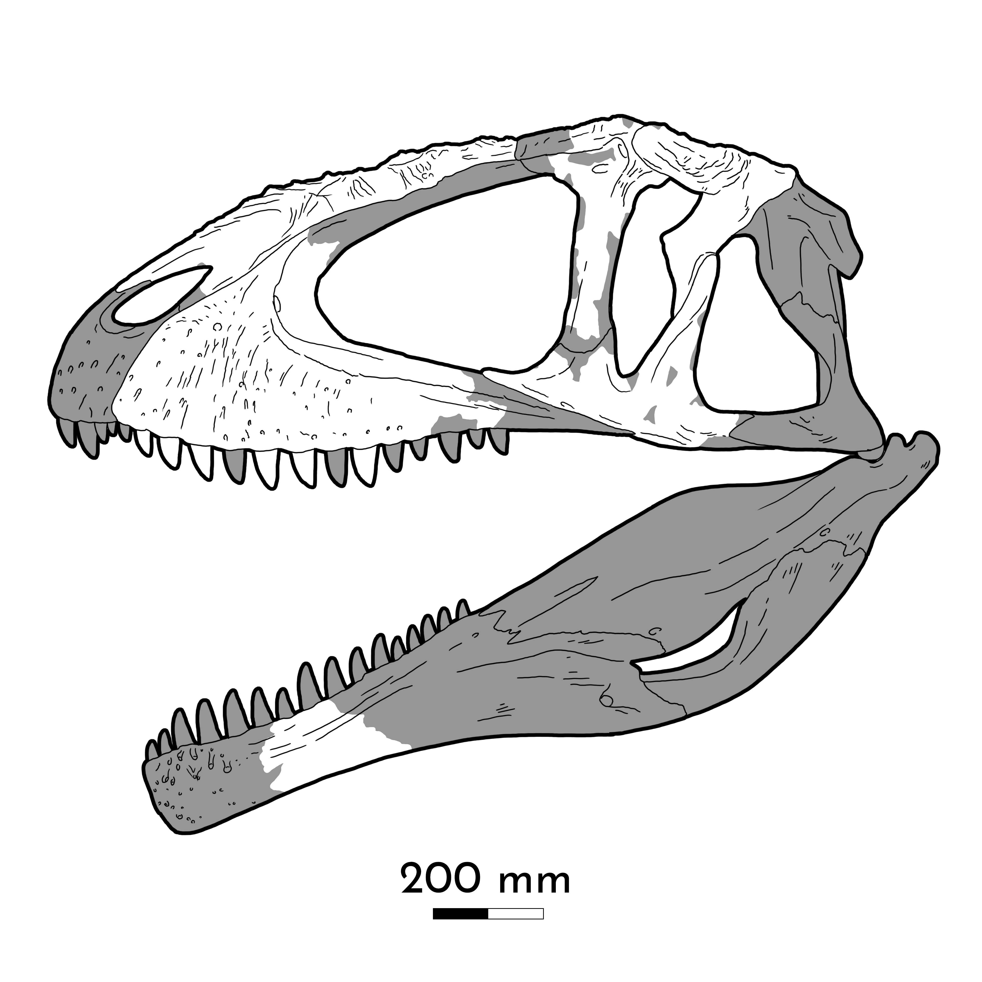 Composite reconstruction diagram of the Carcharodontosaurus saharicus skull