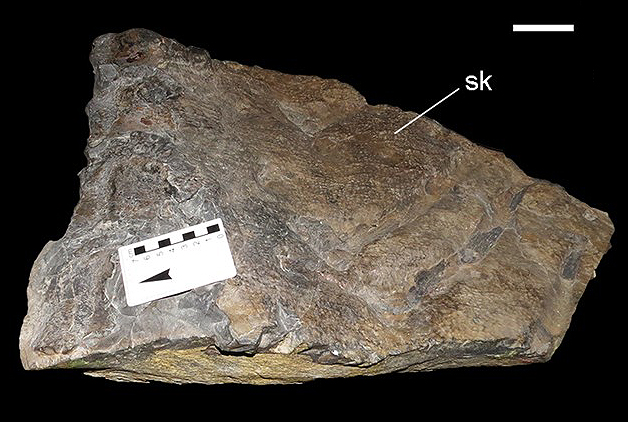 Fossilised tail skin impression from the Carnotaurus holotype