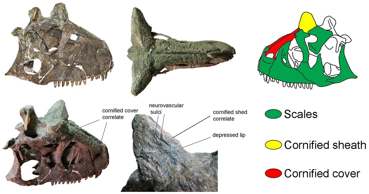 Carnotaurus holotype skull shown in several views with diagrams of inferred skin coverings