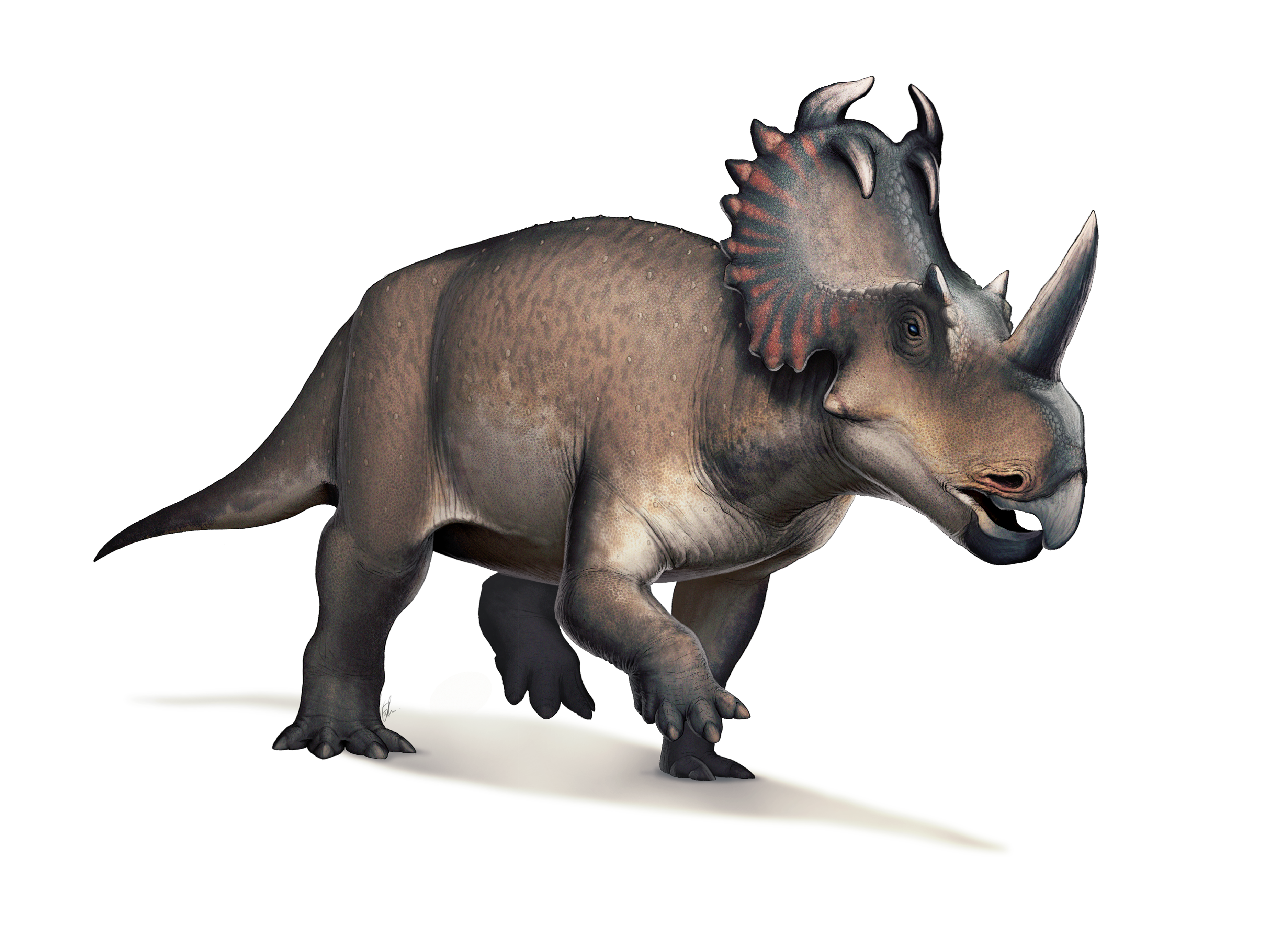 Life reconstruction of Centrosaurus apertus by Fred Wierum