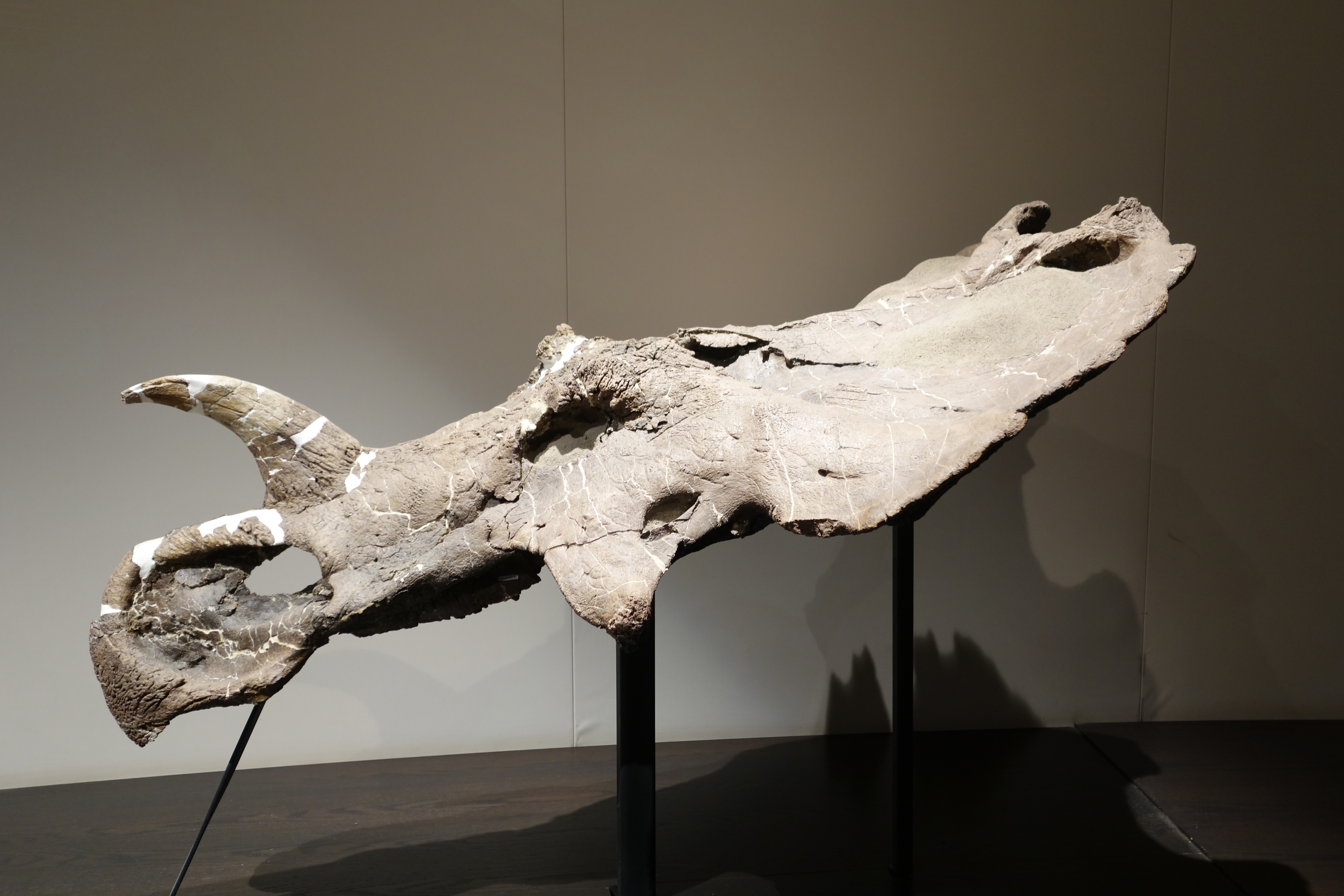 Original Centrosaurus apertus skull from Sandy Point displayed at the Royal Tyrrell Museum