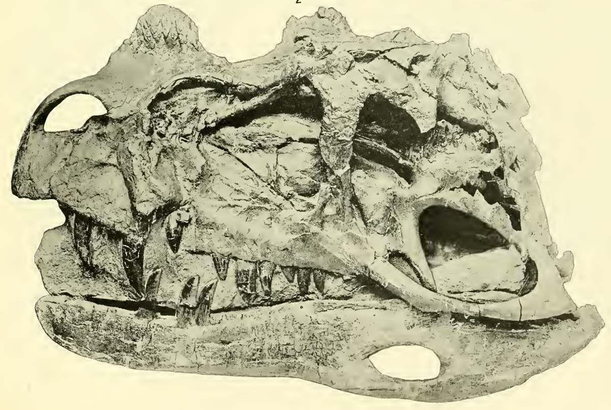 Historical scientific photograph of the Ceratosaurus nasicornis holotype skull