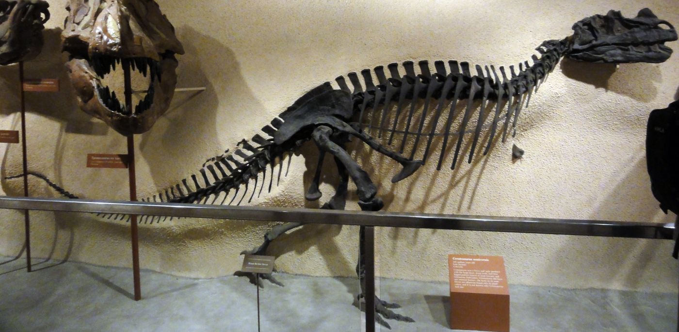 Historical wall-mounted Ceratosaurus skeleton at the Smithsonian