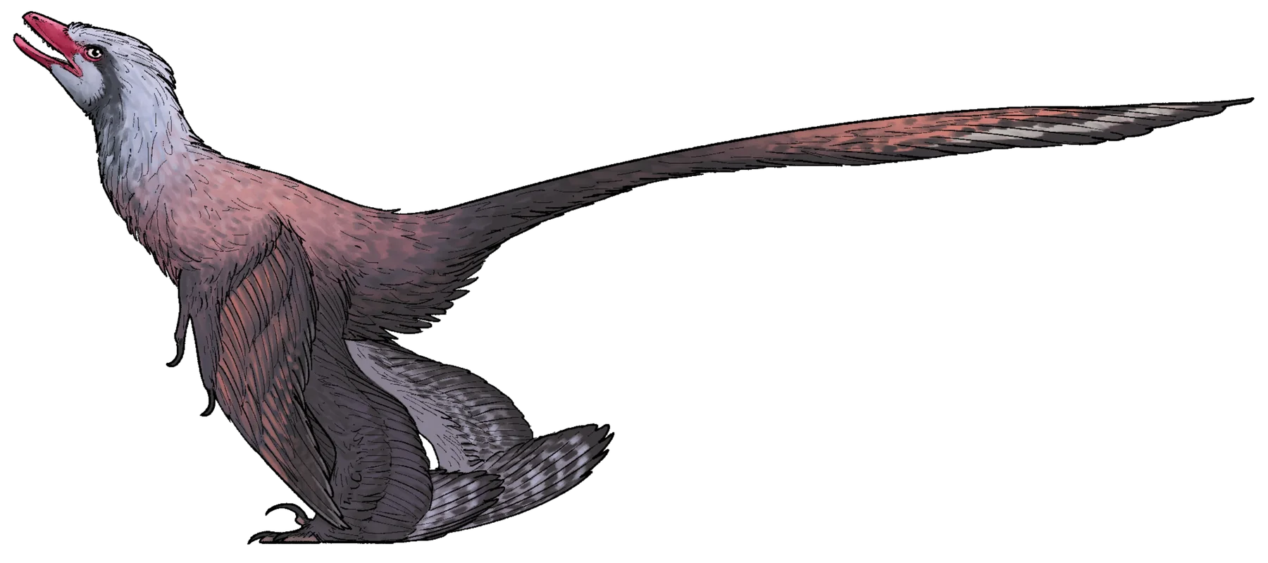 Feathered life reconstruction of Changzhousaurus sinensis