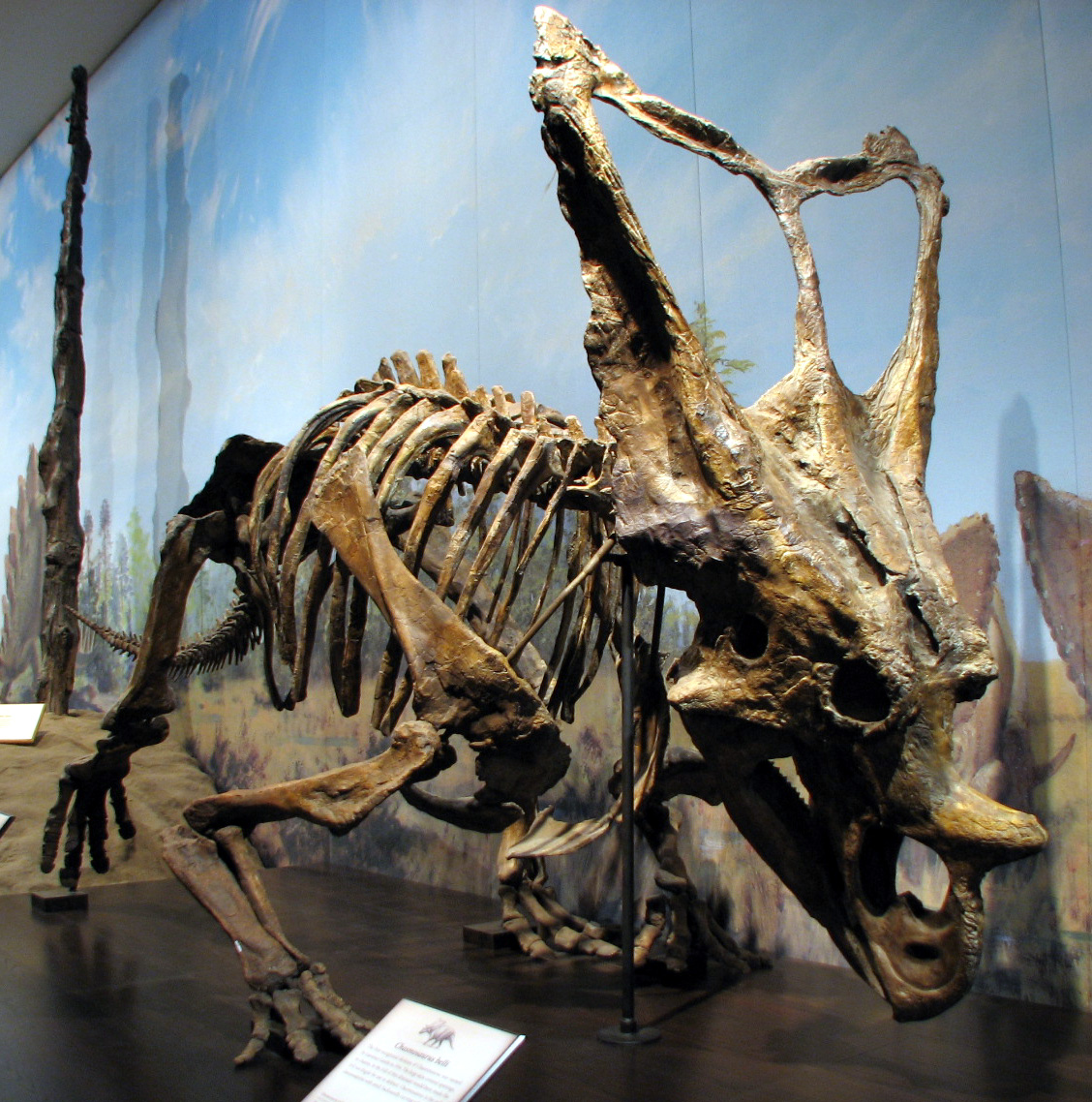 Mounted Chasmosaurus belli skeleton ROM 843 at the Royal Tyrrell Museum