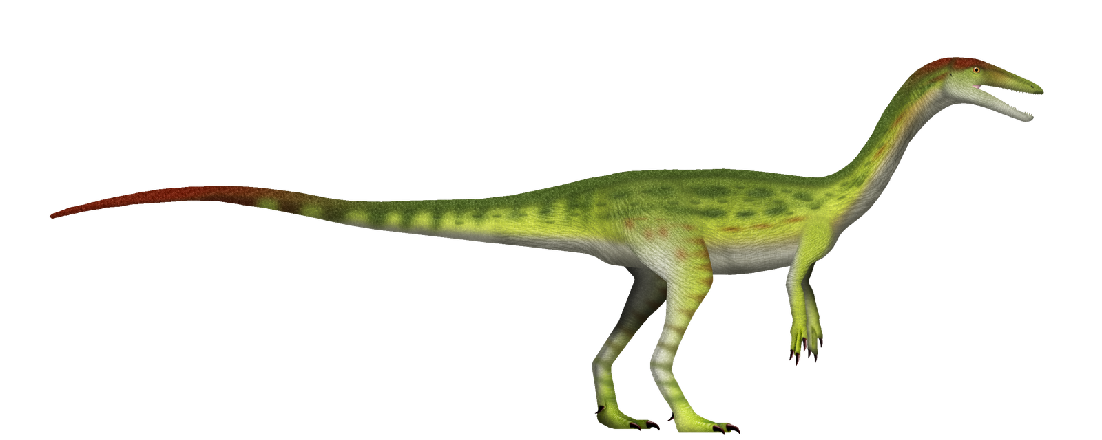 Side-view life reconstruction of the slender theropod Coelophysis bauri