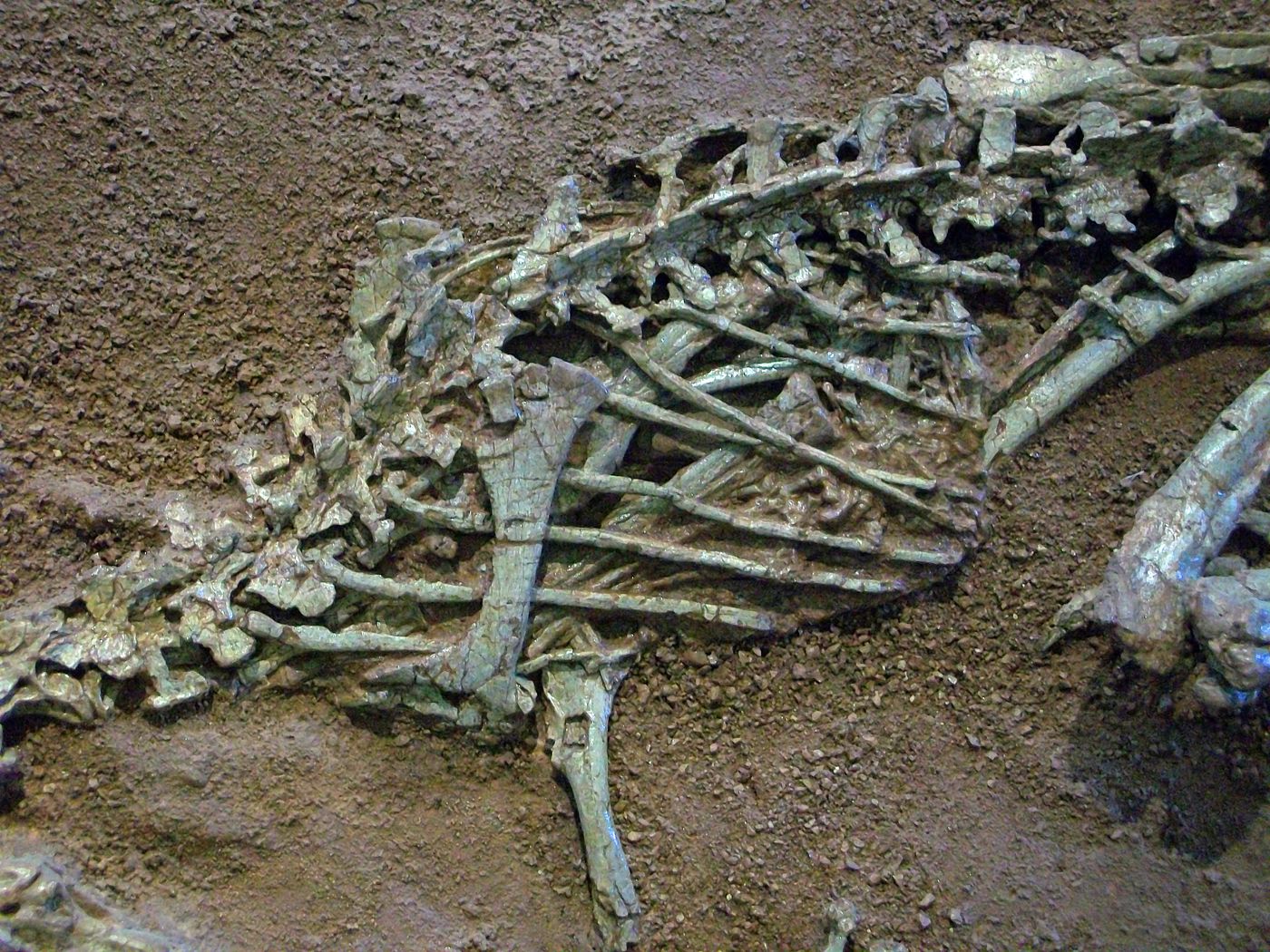 Coelophysis skeleton with smaller crocodylomorph bones beneath its rib cage