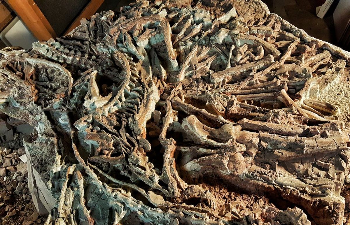 Dense block of overlapping Coelophysis skeletons from Ghost Ranch