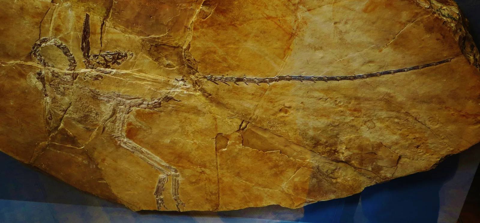 Original Compsognathus skeleton MNHN CNJ 79 from Canjuers