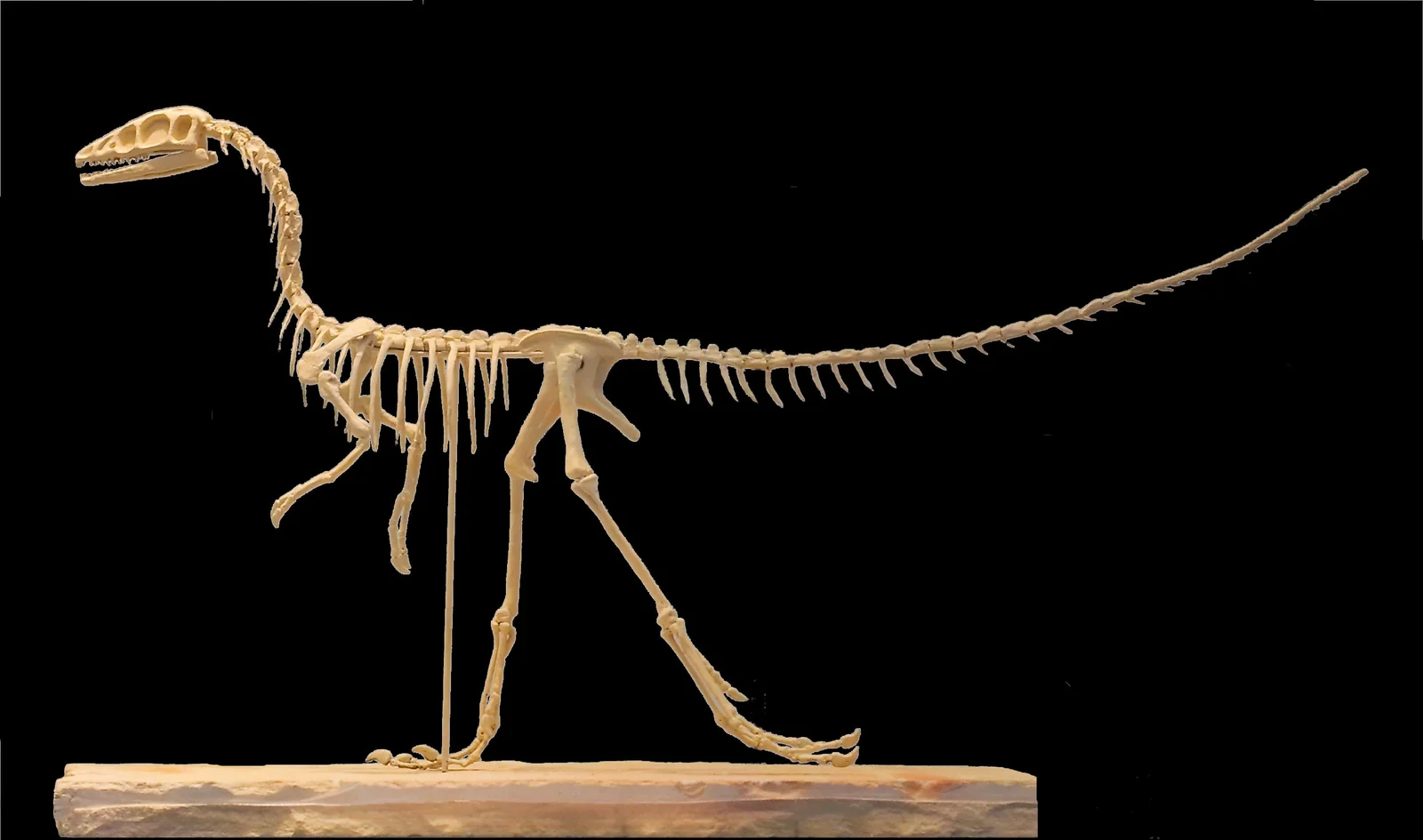 Compsognathus skeletal reconstruction in Munich