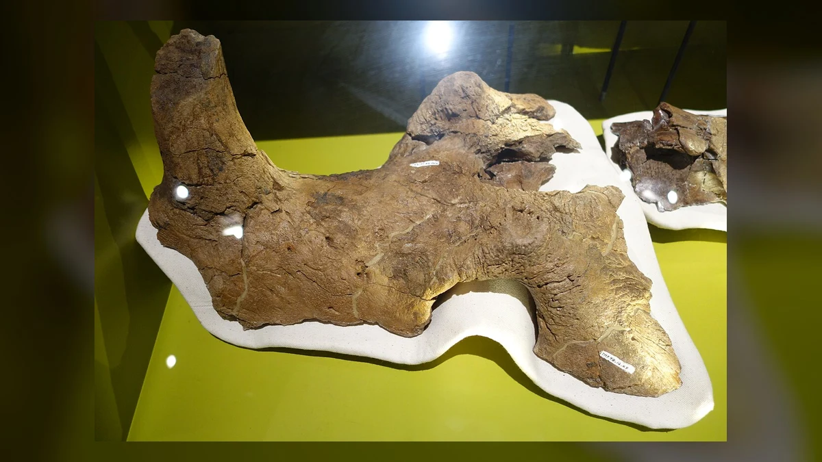 Front part of a Coronosaurus brinkmani skull at the Royal Tyrrell Museum