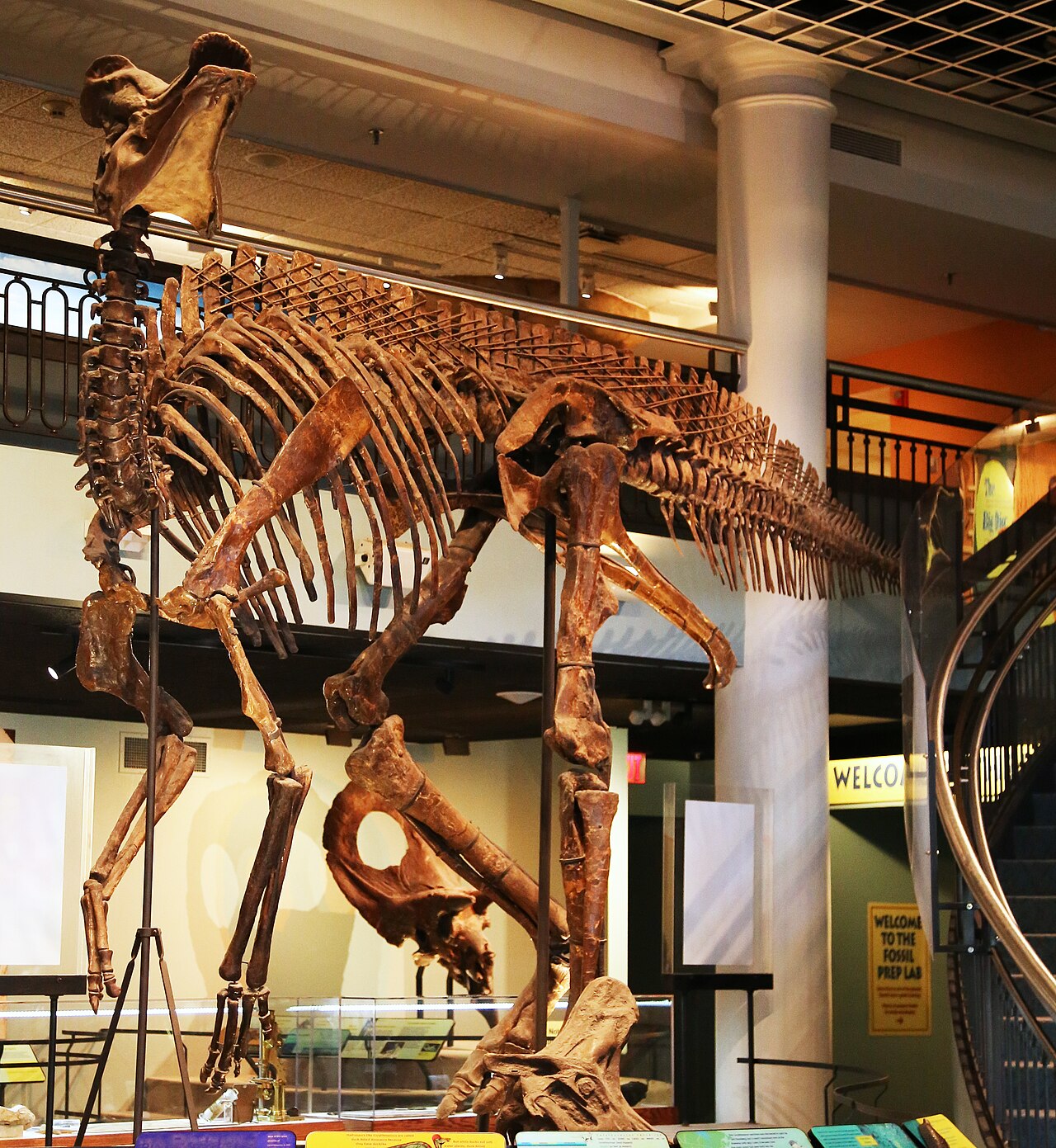 Mounted Corythosaurus skeleton in Philadelphia