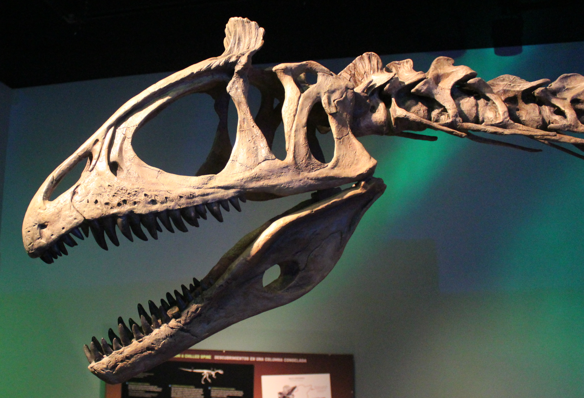 Reconstructed Cryolophosaurus skull at the Field Museum