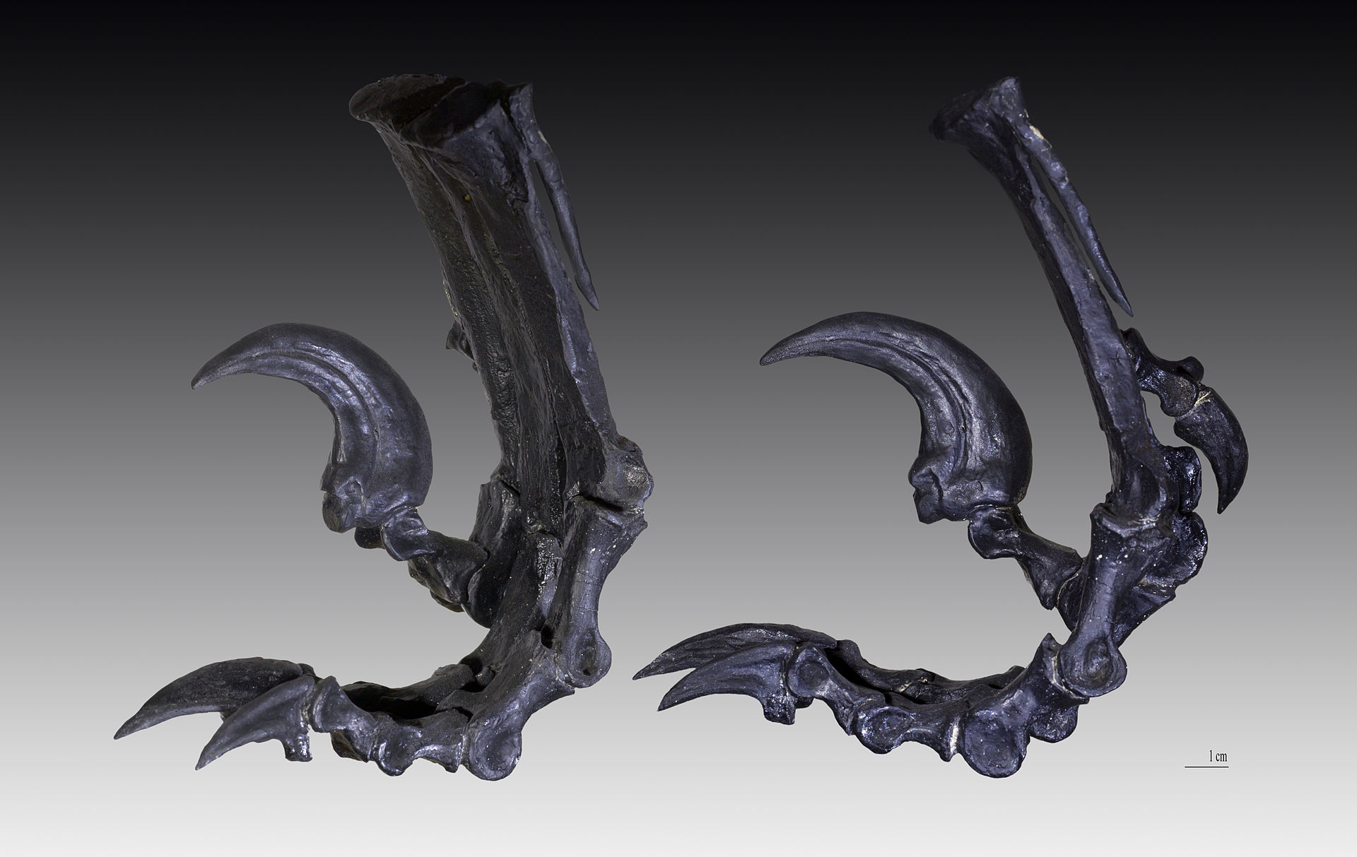 Left and right views of a restored cast of the Deinonychus holotype foot