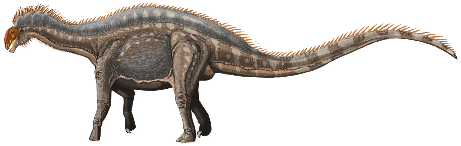 Side-view life reconstruction of Dicraeosaurus hansemanni